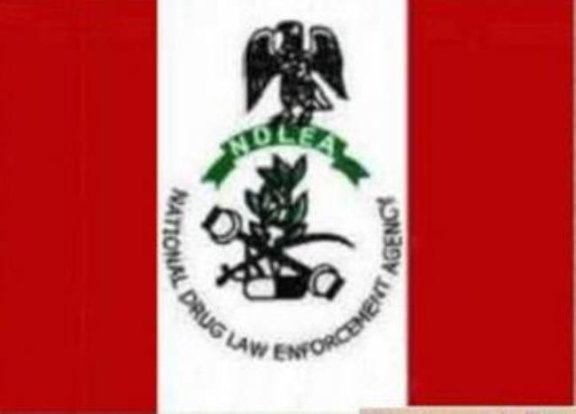 NDLEA Arrest 35 Suspects Over Illicit Drugs In Anambra