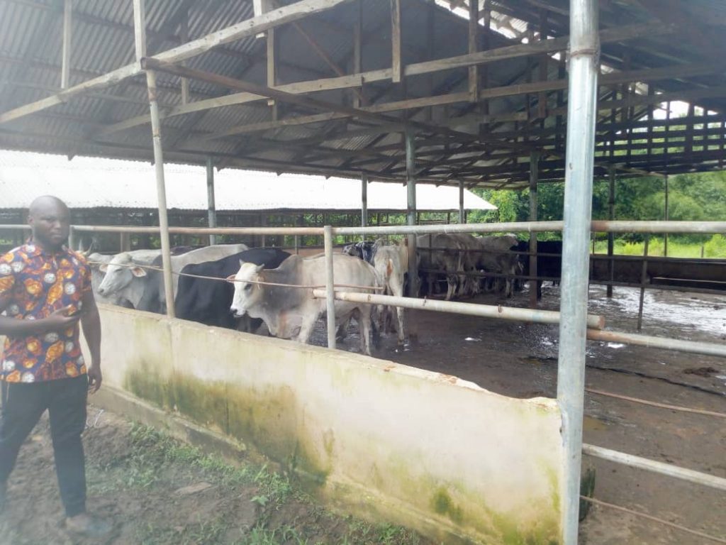 Anambra Govt To Partner Farmers To Expand Breeding  Of Igbo Specie Of Cows