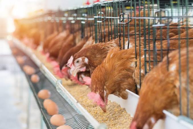 Commentary: Financing Poultry Business In Nigeria
