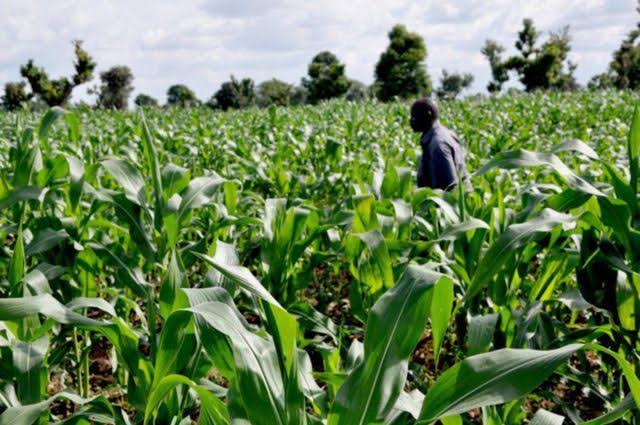 Commentary: Agriculture, Vehicle Of Anambra’s Rural Urbanization