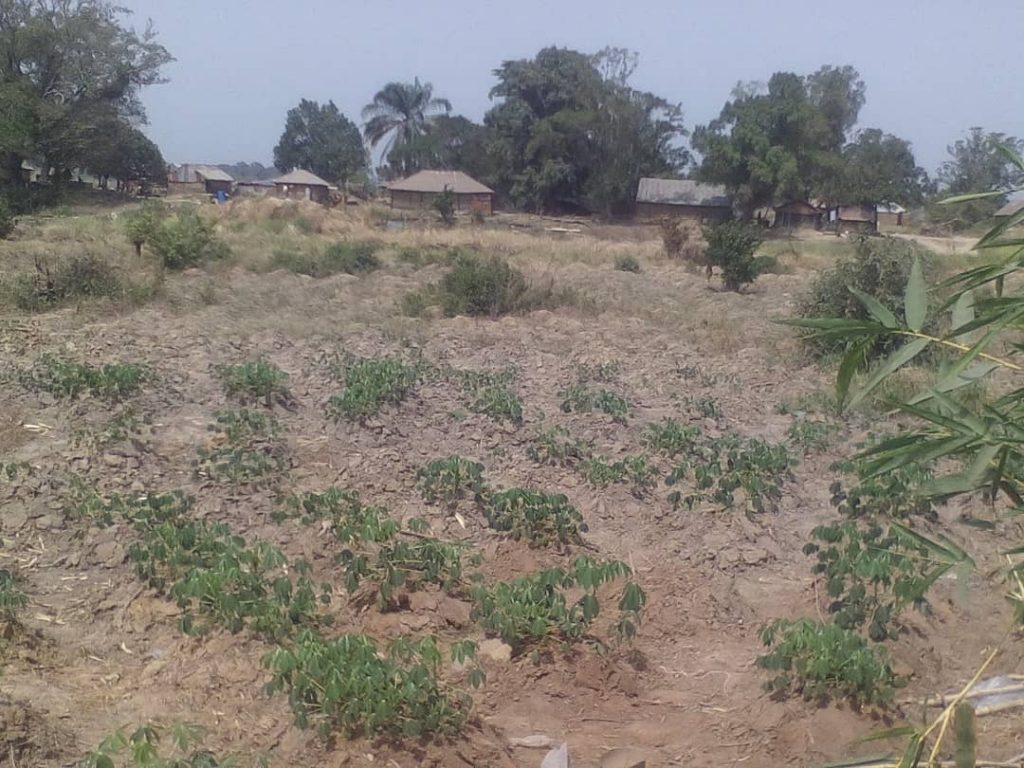 Dry Season Farming In Full Swing In Anambra Riverine Communities