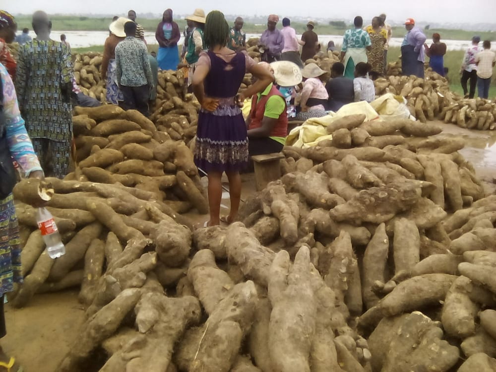 New Yam Tubers  Arrive Onitsha Markets