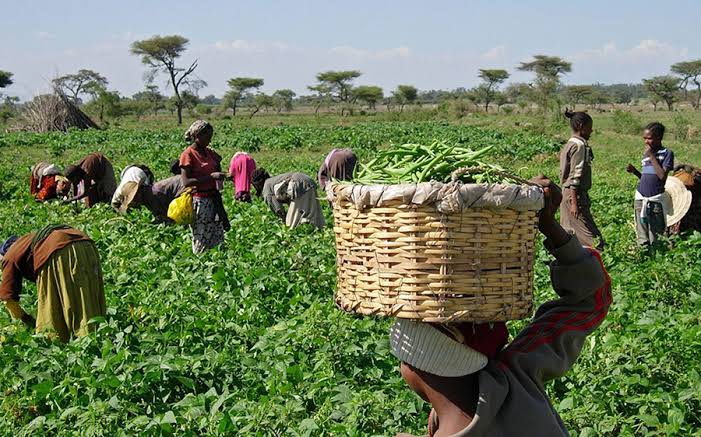 PROMOTING ORGANIC AGRICULTURE IN NIGERIA