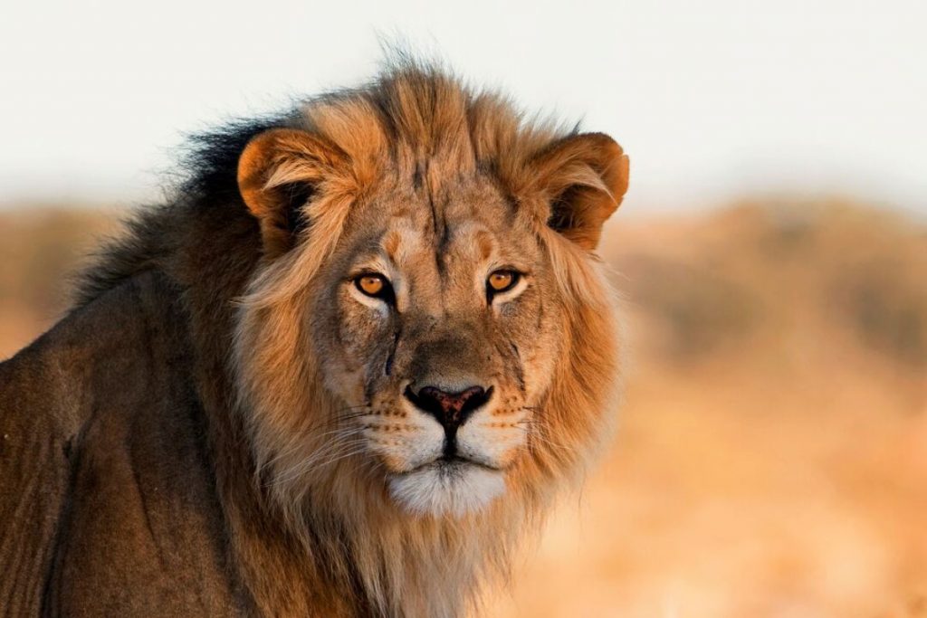 Lion Kills Teenager In Kenya